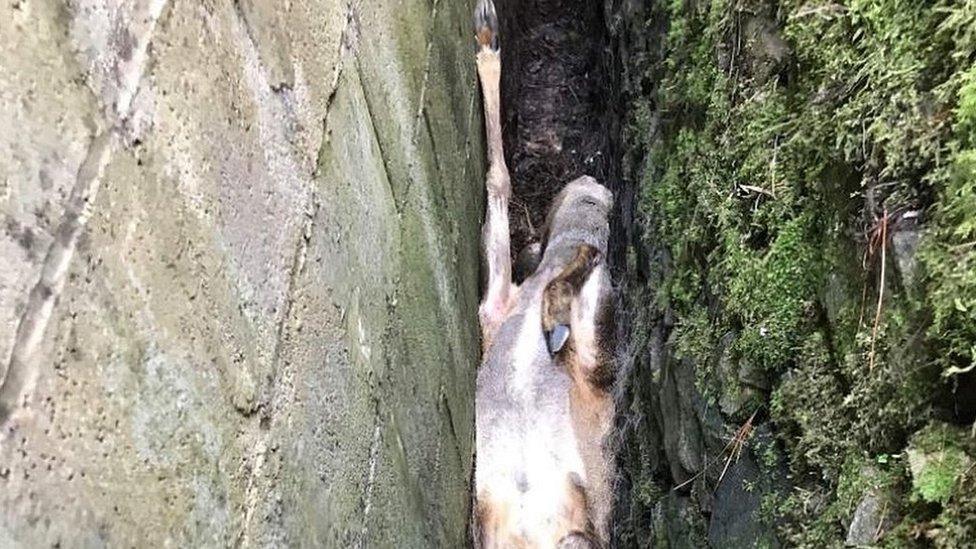 Deer stuck