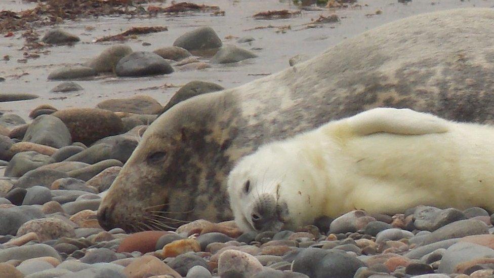 Seal pup sleeping alongside its parent