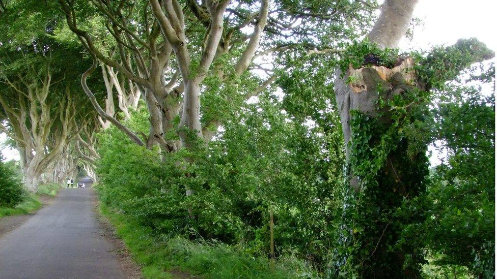 Trees damaged in Storm Hector at Dark Hedges