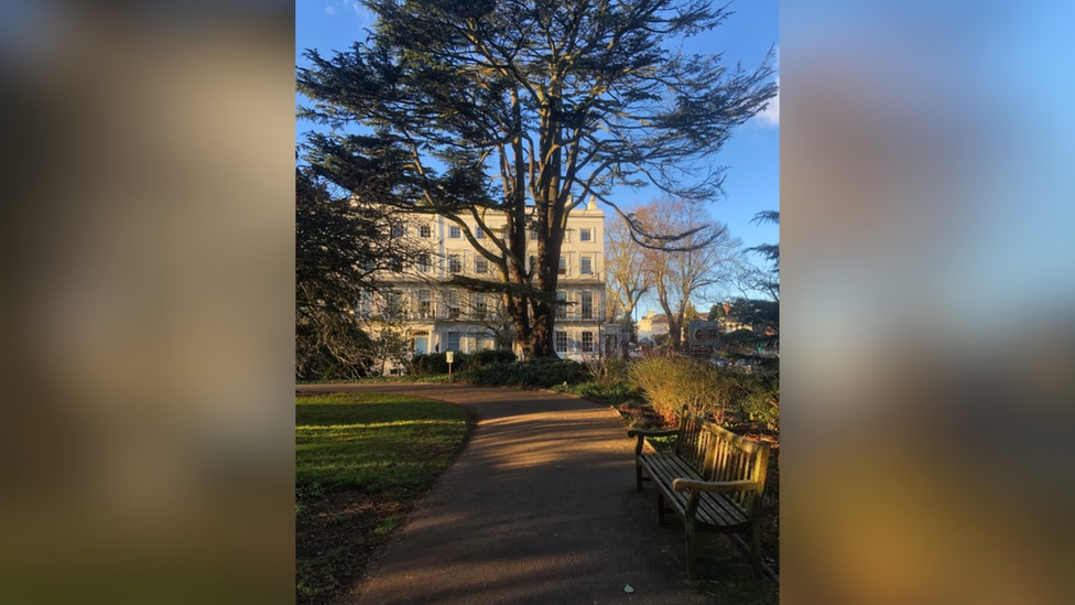 Jephson Gardens tree