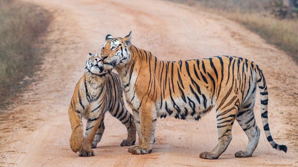 Two tigers on a road at Pench Tiger Reserve in India.