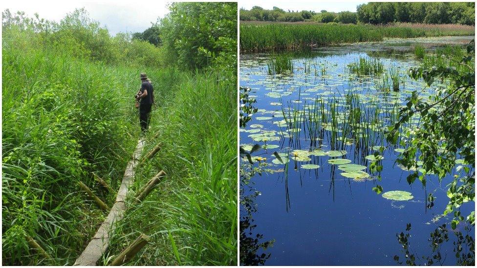 The Sweet Track and wetlands