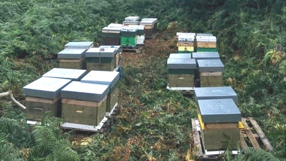 Stolen beehives