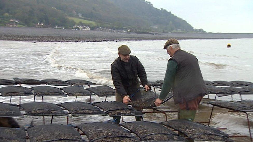 Porlock Bay oysters, Somerset