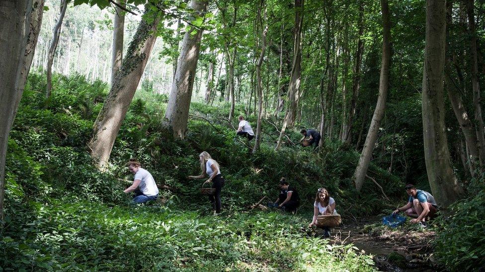 Foragers near The Black Swan restaurant in Oldstead.