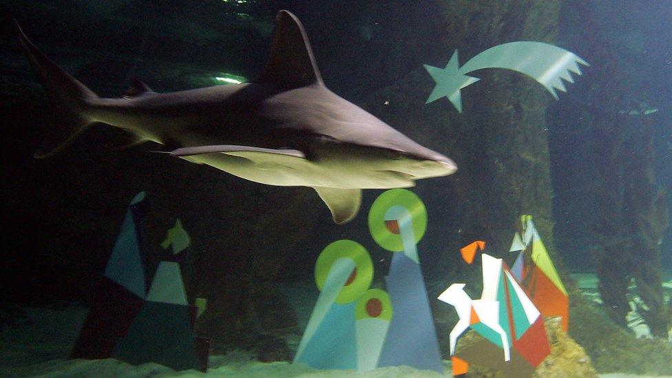 Shark swimming next to Nativity scene