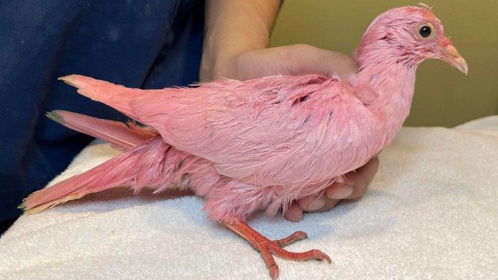 Pink pigeon