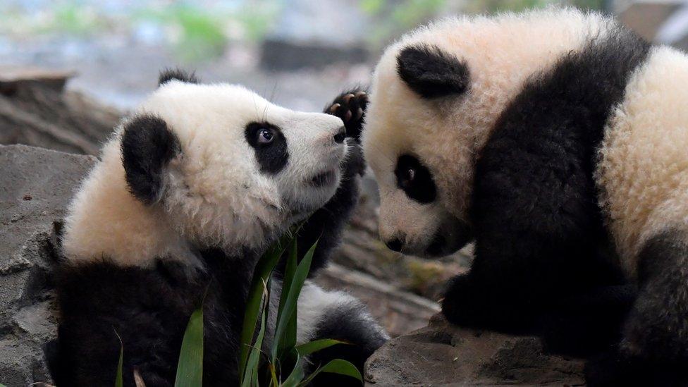 Panda twins Meng Yuan and Meng Xiang in Berlin Zoo, 29 Jan 20