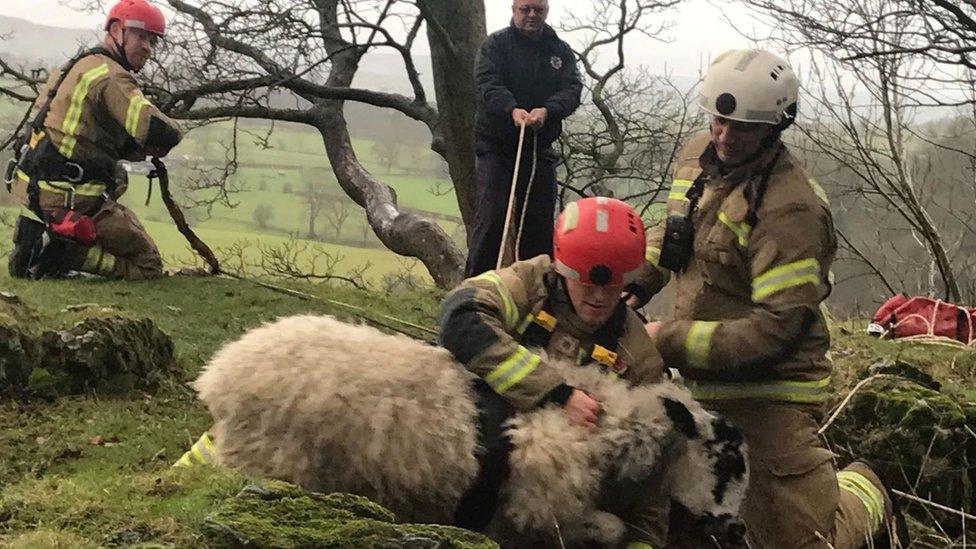 Sheep rescue