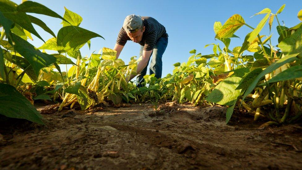 a worker picks beans in a field