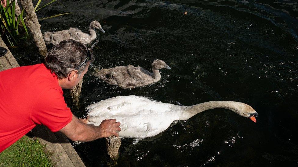 Swan upping