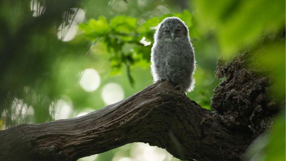 Tawny owl sat on a tree