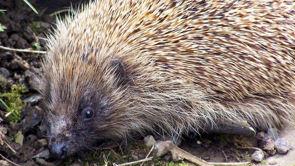 Undated handout issued by Uist Hedgehog Rescue Centre of a hedgehog saved from a cull taking place in the Outer Hebrides.