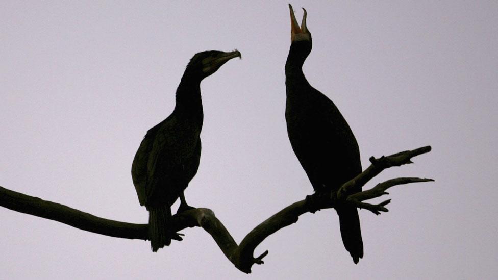 Cormorant