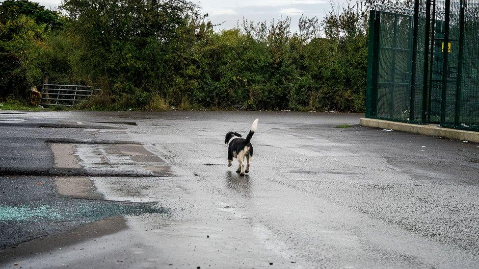 An inquisitive dog roams Dale Farm