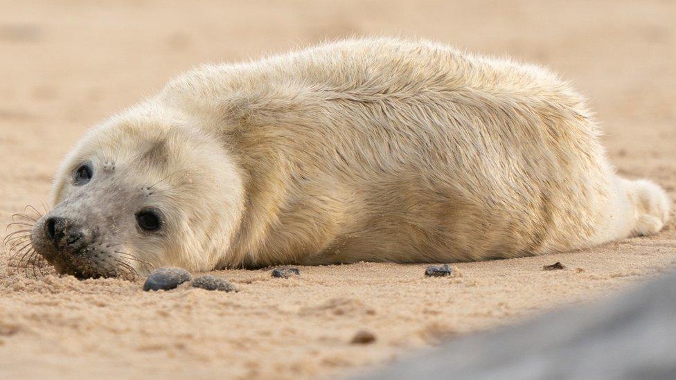 Seal pups on the Norfolk coast