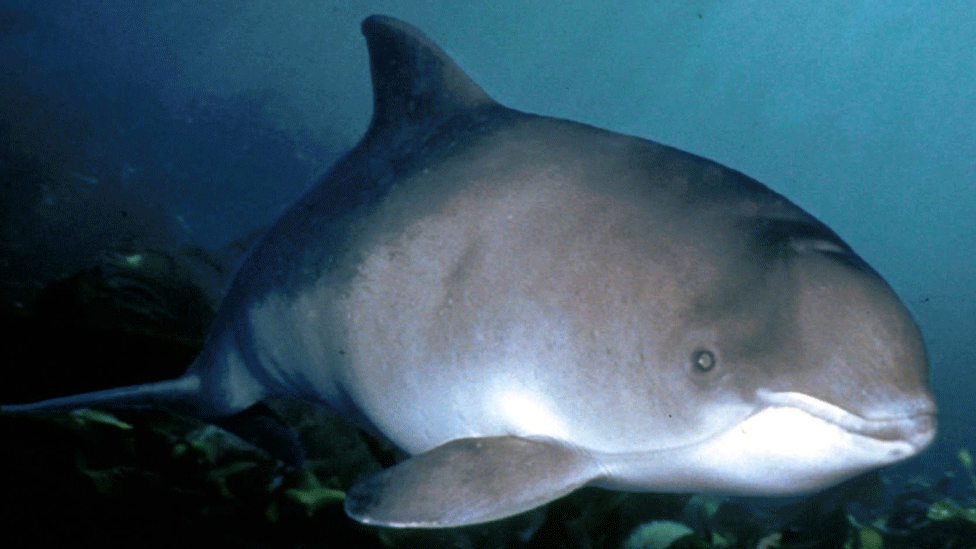 Harbour porpoise