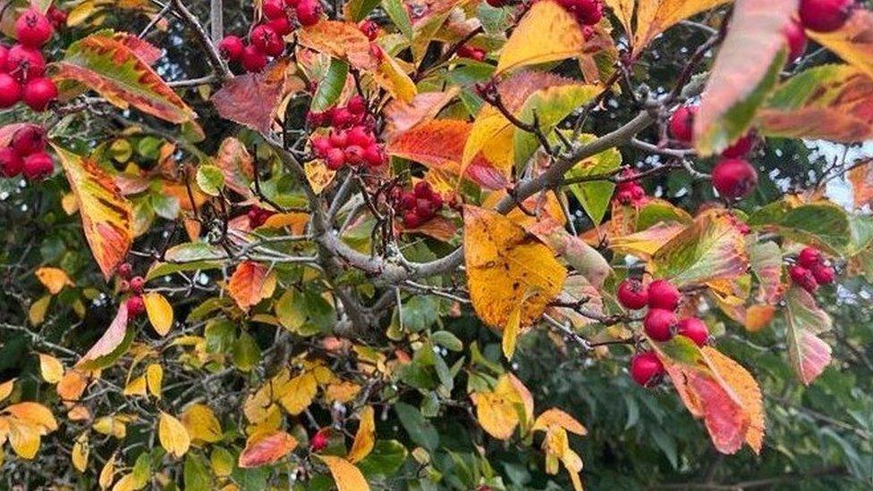 Photo of leaves and berries