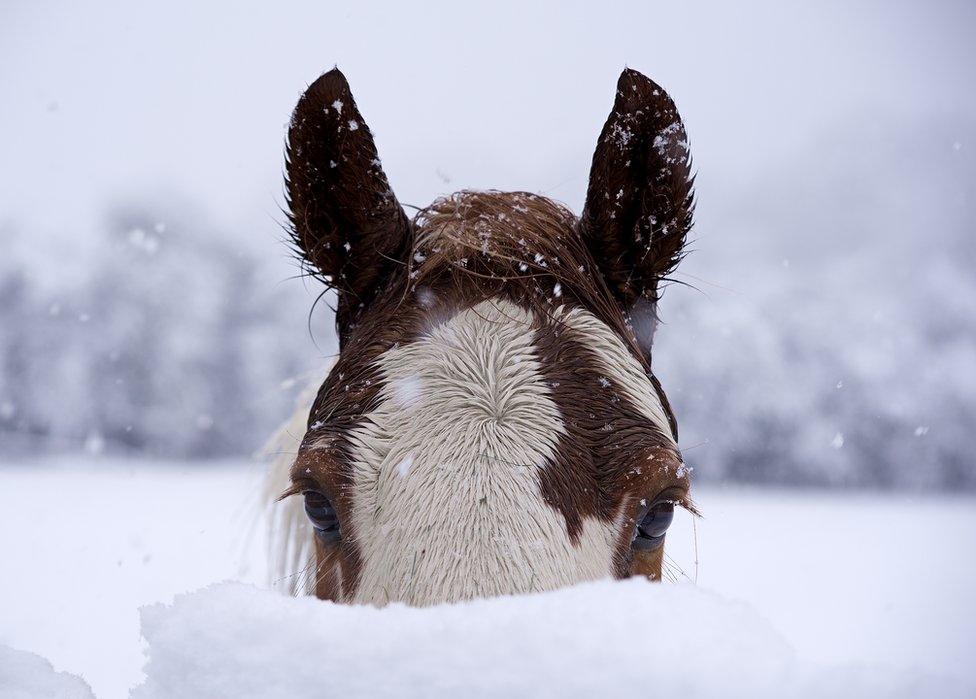 A horse in the snow