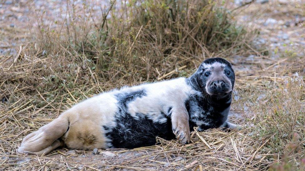 Melanistic seal pup