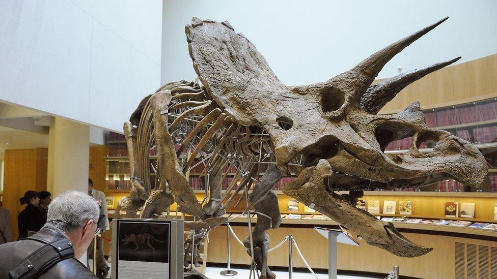 The skeleton of a Triceratops, with two horns protruding from its forehead and a large frill behind