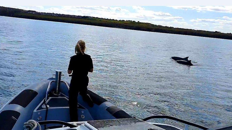 Officer on boats watches dolphins