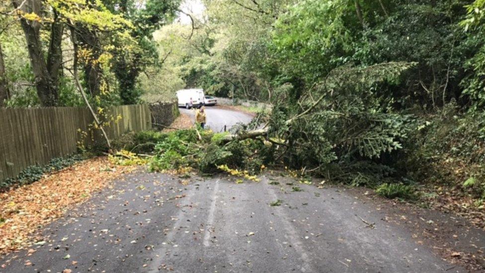 Fallen tree, Isle of Man