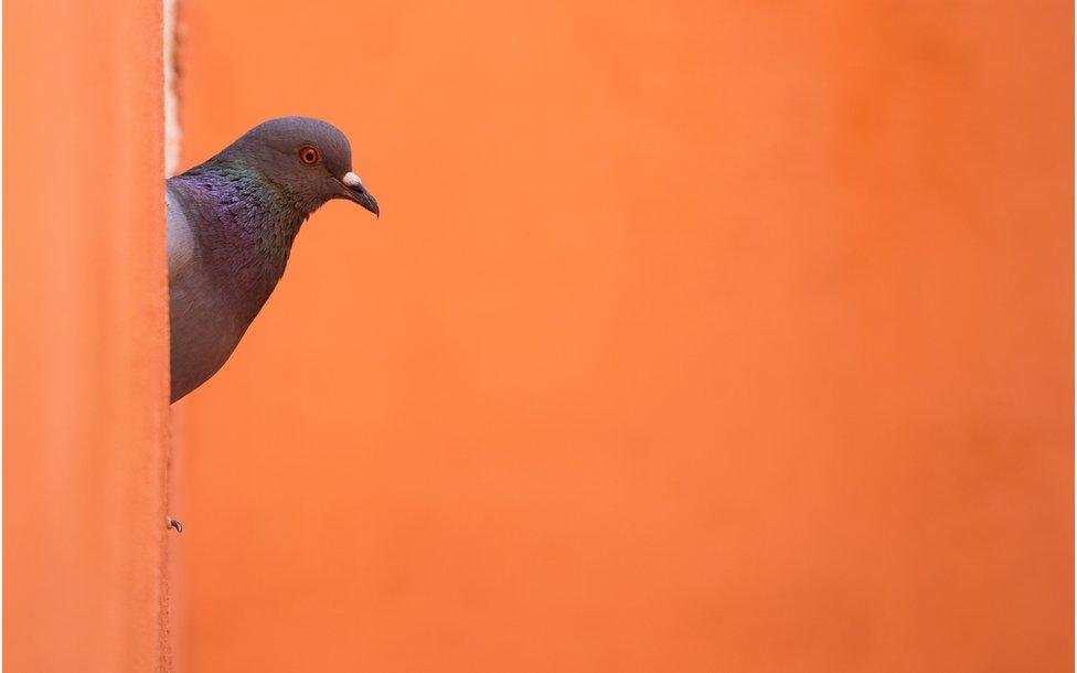 A pigeon is seen against an orange background