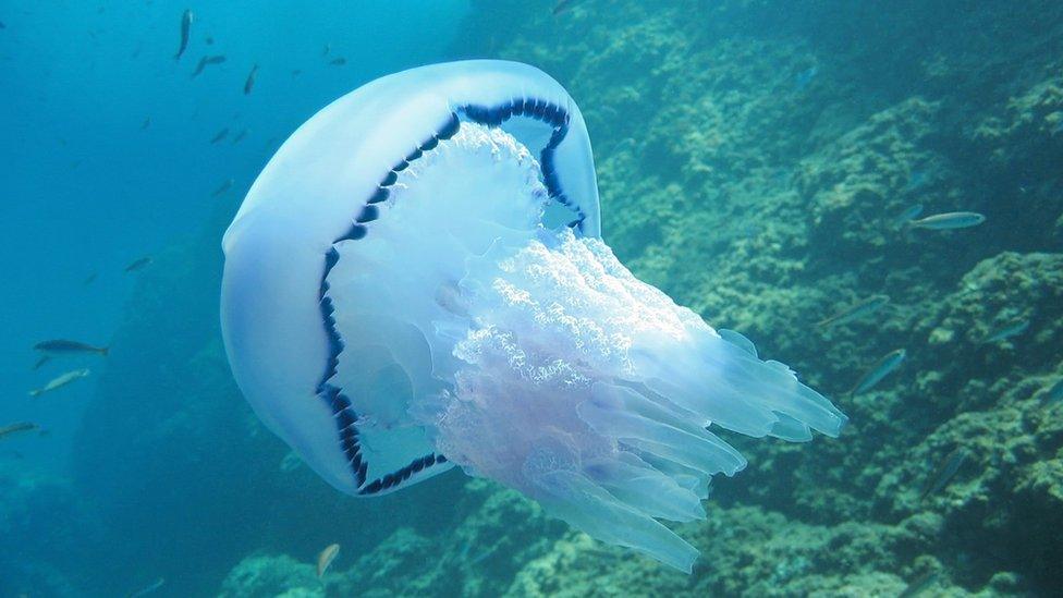 Barrel jellyfish