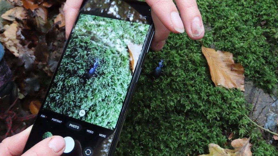 Someone taking a picture of a blue ground beetle