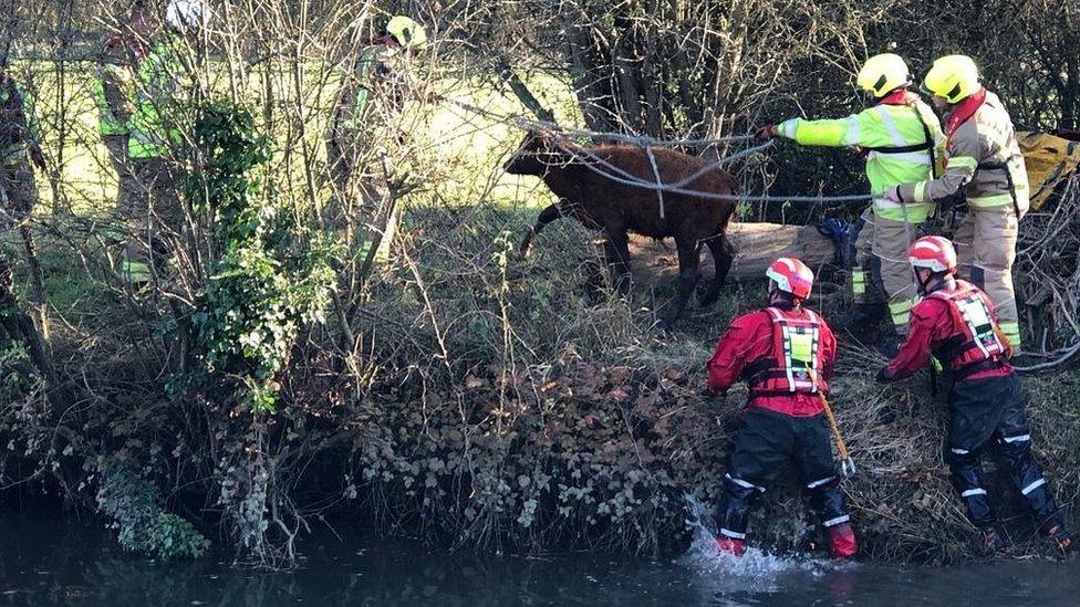 Calf being rescued from river