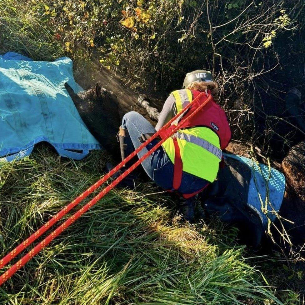 A horse trapped in a ditch being treated by a vet in a high-visibility jacket