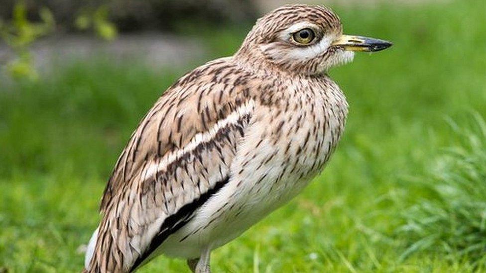 Stone curlew bird on grass