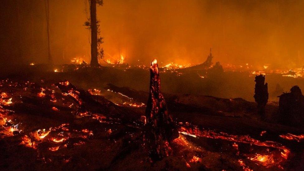 Forest fire on the outskirts of Palangkaraya, Central Kalimantan, Indonesia (01 November 2015)