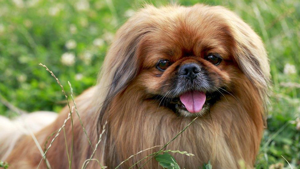 Pekingese dog