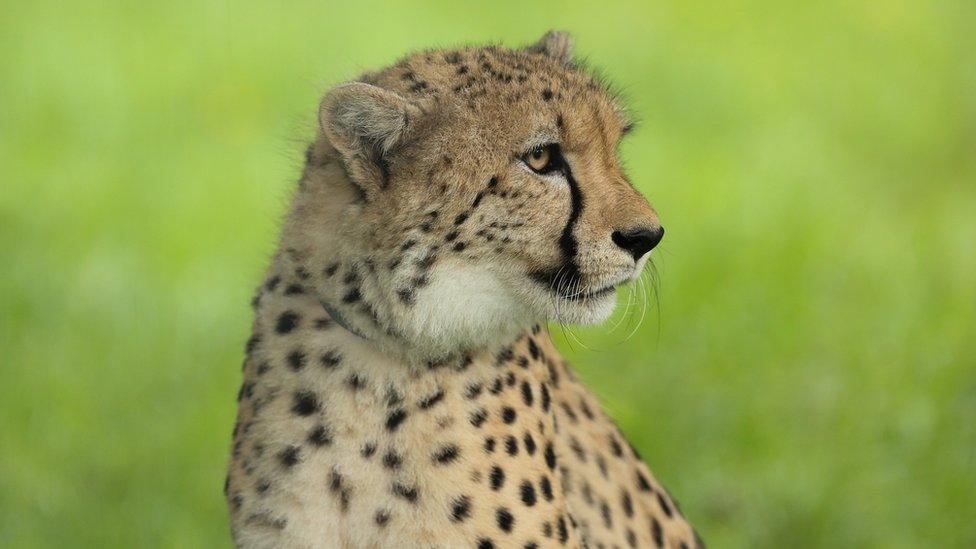 Saba the cheetah