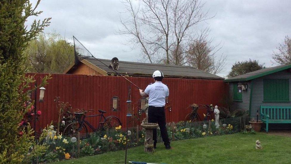 Josh Flanagan rescuing a raccoon