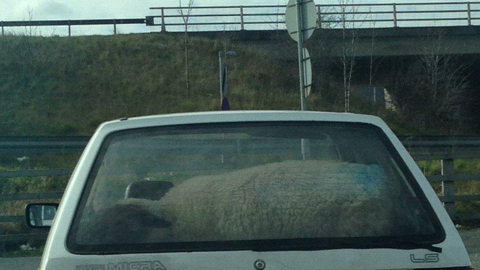 A sheep travelling in a Nissan Micra