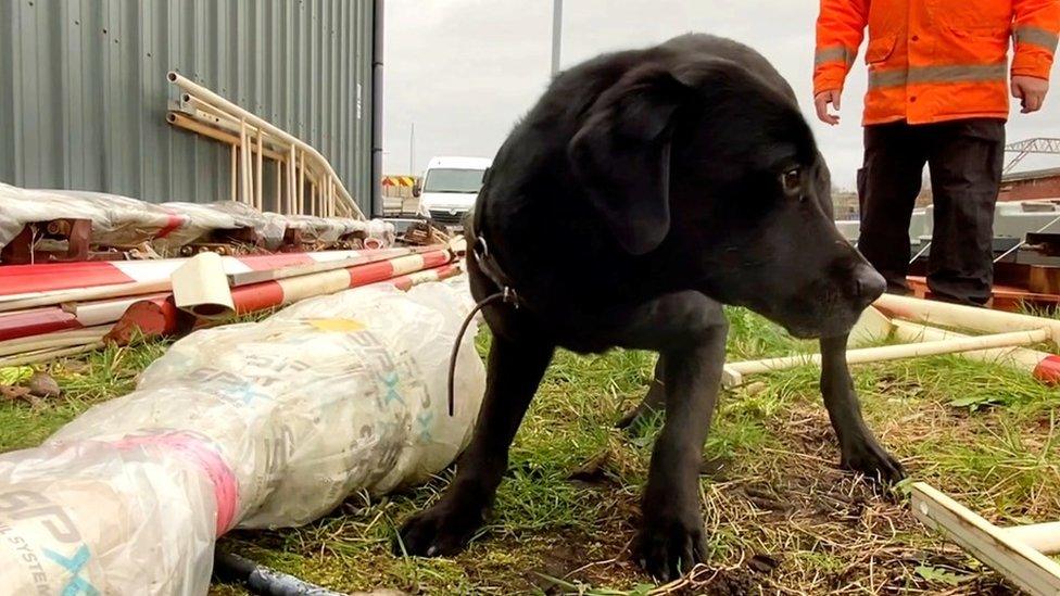 Sniffer dog detecting stolen items