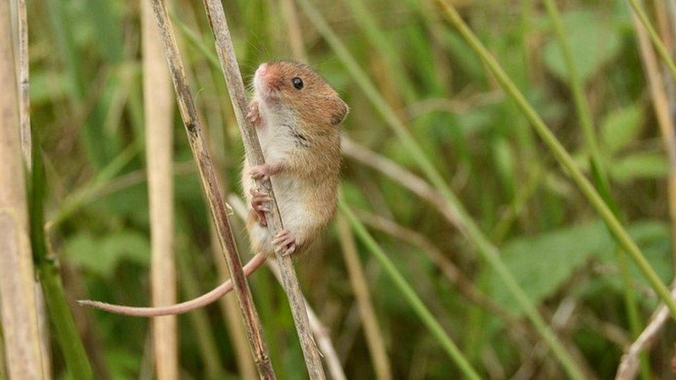 Harvest mouse