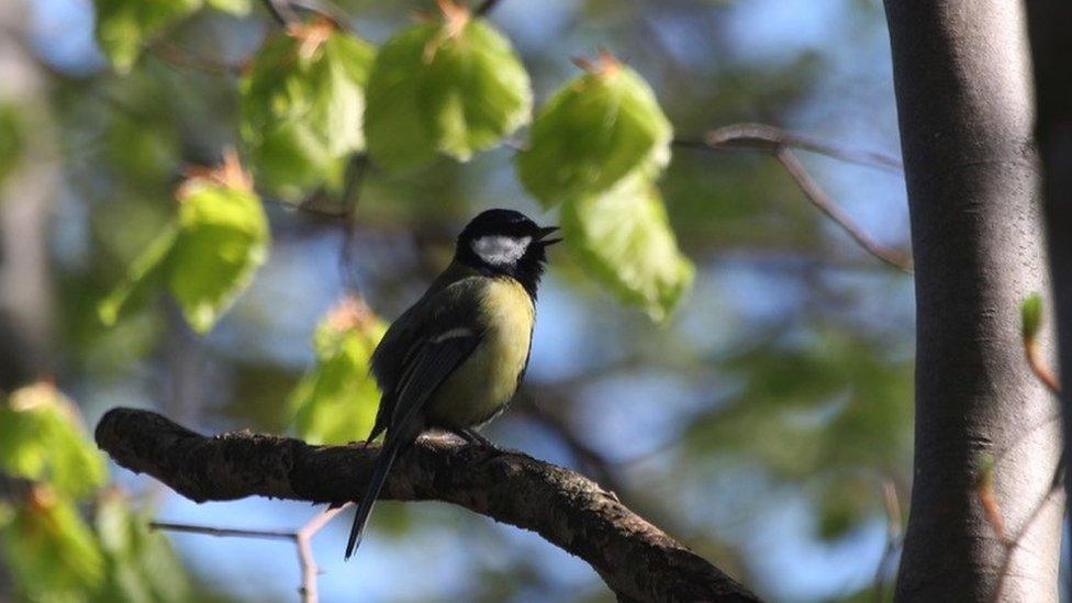 Great tit