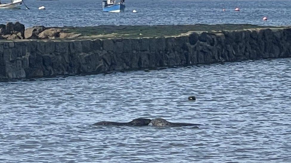 Seal pups released in Guernsey