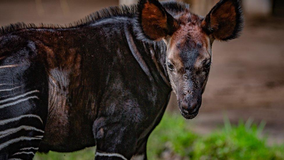 baby-okapi