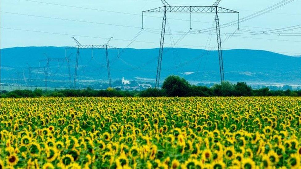 sunflowers near Rakoshyno village, , Zakarpattia Region, western Ukraine