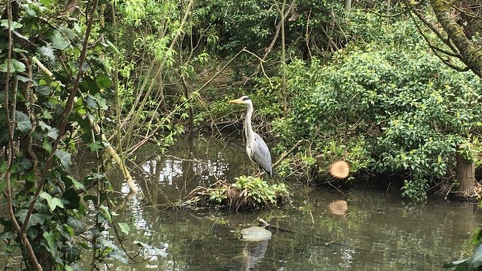 Heron by Abbey Meadow in Abingdon