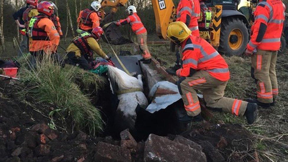 Ziona, a grey mare, being rescued