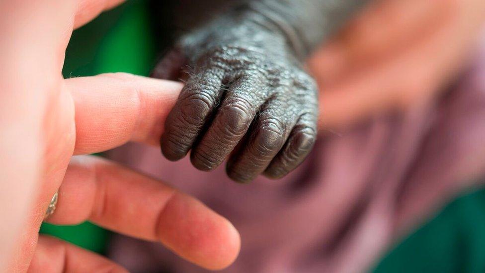 Baby gorilla holding keeper's hand