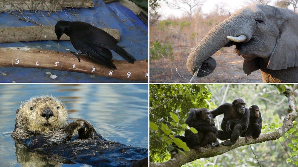 Composite image of crow, elephant, sea otter, and chimpanzees.