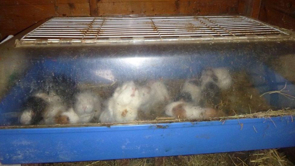 Guinea pigs crowded in dirty cage