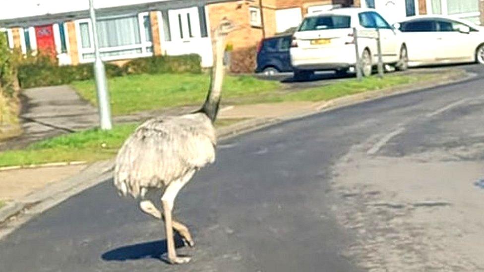 Rhea bird on a housing estate